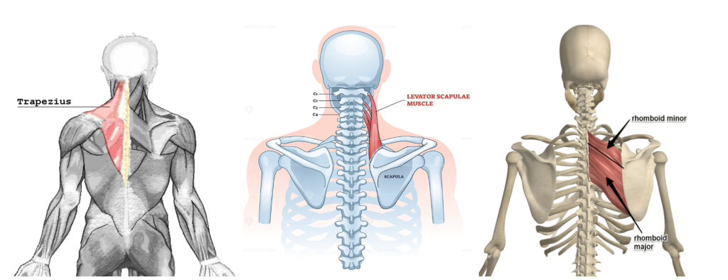 Muscles that contribute to neck pain for cyclists Trapezius, Levator Scapulae, and Rhomboid